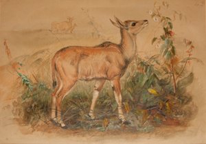 Junger Eland